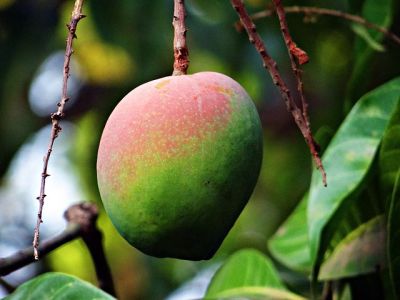 Mangoes: July Produce of the Month